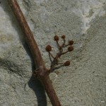 Parthenocissus tricuspidata ”Veitchii” – vejtičijeva divja trta 01