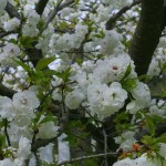 Prunus serrulata ‘Shimidsu Sakura’ – japonska češnja bela 01