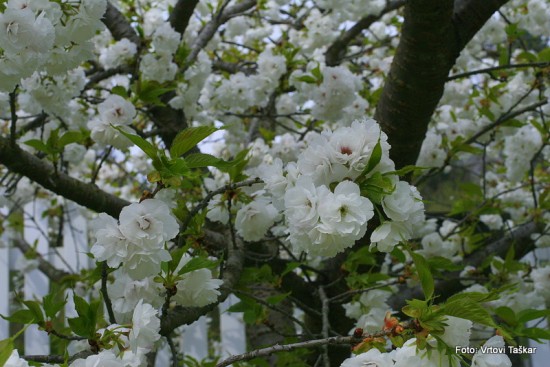 Prunus serrulata 'Shimidsu Sakura' - japonska češnja bela 01