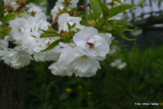 Prunus serrulata 'Shimidsu Sakura' - japonska češnja bela 02