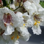 Catalpa bignonoides – cigarovec 03