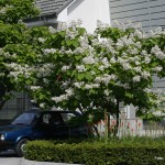 Catalpa bignonoides – cigarovec 06