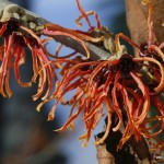 Hamamelis intermedia – nepozebnik 02-001