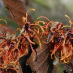 Hamamelis intermedia – nepozebnik 04-001