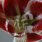 _MG_6935-001