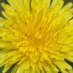 Taraxacum officinale – regrat 04