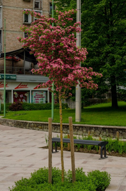 Rdečecvetni glog ‘Paul’s Scarlet’ | Zeleni koraki
